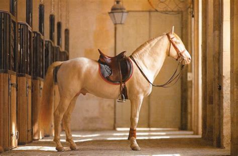 hermes ducato kazfen|Hermes saddles.